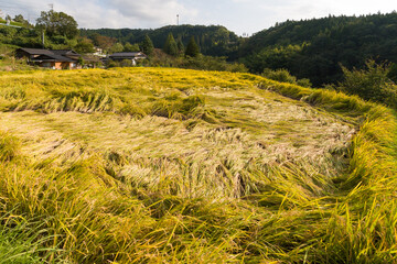 KUROKAWA ONSEN, JAPAN - OCTOBER 02 2006: farm house and field in nearby countryside