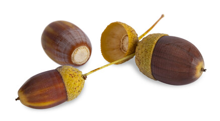 Glands de chêne à l'automne © hcast