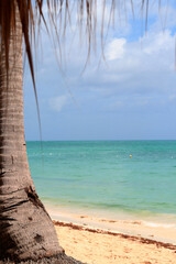 Under a palm tree in the Caribbean