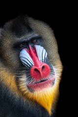 Majestic mandrill head with distinctive features against black backdrop. Wildlife wonder.