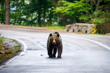 European Brown Bear in the Carpathians of Romania