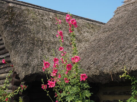 kwitnące malwy przed starą strzechą