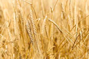 Barley ears on field. Barley field before harvest. Selective focus.