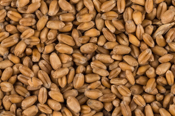 whole background of wheat grain