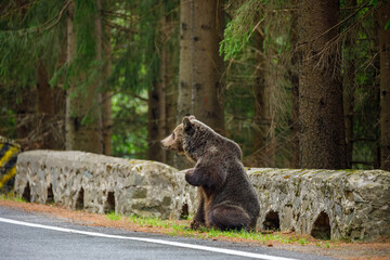 Fototapeta premium European Brown Bear in the Carpathians of Romania