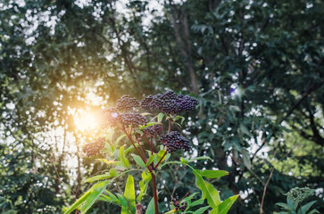 Clusters fruit black elderberry in garden in sun light (Sambucus nigra). elder, black elder,...
