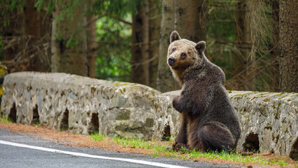 Fototapeta premium European Brown Bear in the Carpathians of Romania