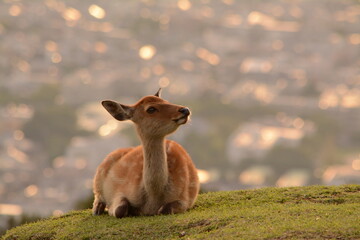 たそがれ鹿