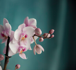 Indoor pink orchid flower. close-up. blurry blue background. photo