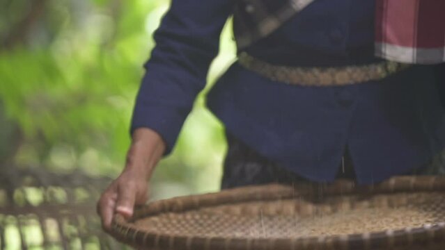 Hands of an elderly Asian woman holding a bamboo or rattan basket to sift paddy to separate rice grains and husks.
