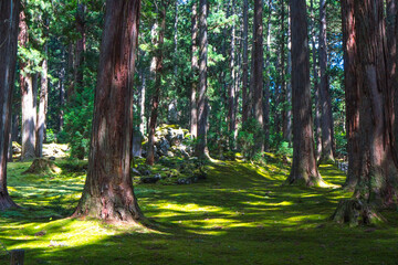 福井 平泉寺白山神社の美しい苔の庭園と夏の木漏れ日 - obrazy, fototapety, plakaty