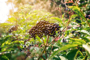 Ripe berries of black elderberry bunch on bushes in the forest among green leaves. Collection of medicinal plants, harvest autumn.