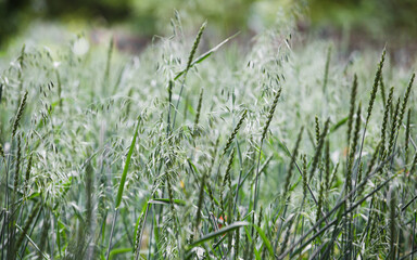 Bright fresh summer wildflowers under the summer sun in the field - natural colors of summer nature