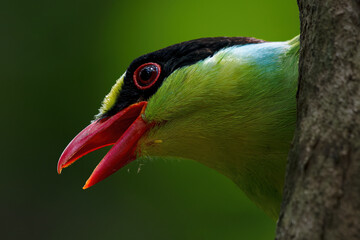 A bird with a red beak