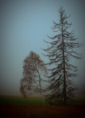 Solitary tree in autumn fog