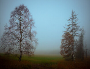 Magical foggy gloomy landscape with trees