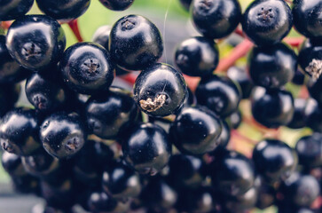 Black elderberry close-up, macro photo on ripe berries