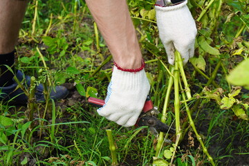 close-up the hands of a young farmer in white working cotton gloves are pruning the stems of potato...