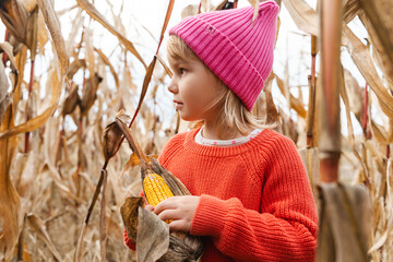 Little Caucasian girl exploring corn harvest in corn field in autumn.
