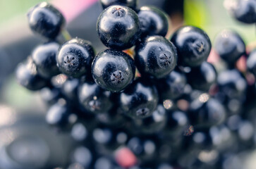 Black elderberry close-up, macro photo on ripe berries