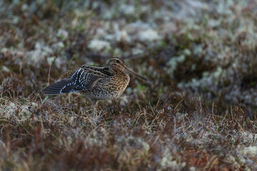Great snipe (Gallinago media)