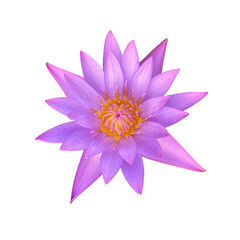 bloom purple and pink lotus flower