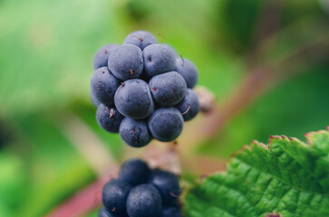 Macro photo of ripe blackberries in forest on green leaves