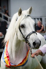 White Connemara Pony