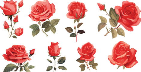 Watercolor red rose clipart for graphic resources
