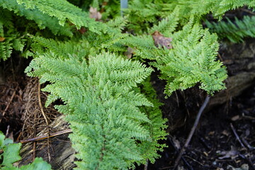 Farn Polystichum setiferum ,Plumosum Densum. Hanover Berggarten, Germany.