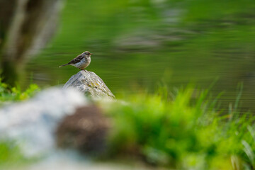 A Meadow Pipit in the wild