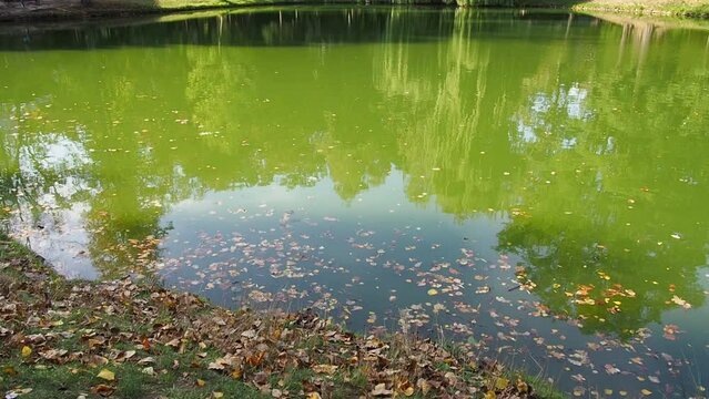 A green lake. View of the surface of a pond covered in duckweed and fallen leaves. Stagnant water in the park. Mirror water surface of an artificial pond covered with green algae