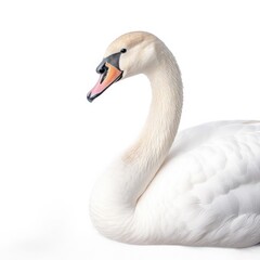 Fototapeta premium Mute swan bird isolated on white background.