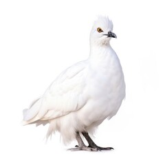 White-tailed ptarmigan bird isolated on white background.