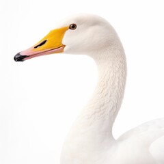 Whooper swan bird isolated on white background.