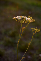 Wildflowers in the rays of the summer setting sun. Pimpinella saxifraga. Apiaceae.
