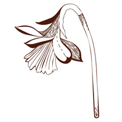 Vector illustration. Narcissus flower drawn on a tablet in dark brown on a white background. For the design of postcards, invitations, for the design of weddings and celebrations, for printing.