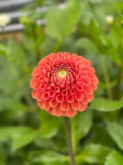 dahlia