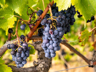 Viñedo en Septiembre en la zona vitícola del Prioral , Tarragona, España