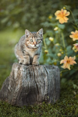 Fototapeta premium Photo of a striped kitten in a summer garden.