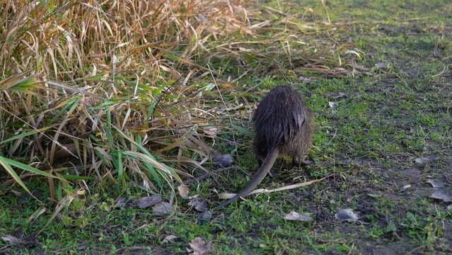 Close up of a wild nutria going away and showing its tail
