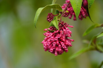 Cestrum elegans, the purple cestrum, red cestrum, or bastard jasmine, is a species of flowering plants in the genus Cestrum. Mexico.