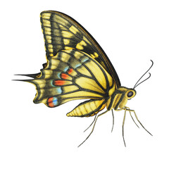 Realistic watercolor butterfly Papilio Machaon side view isolated transparent background
