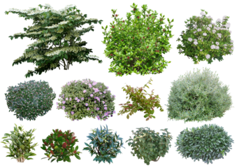 Arbustes détourés PNG