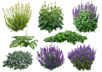 Plantes à fleur détourées PNG