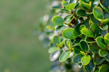 Fototapeta premium natural scenery of green leaves Green Wallpaper Ideas nature background Tropical leaves. left copy space