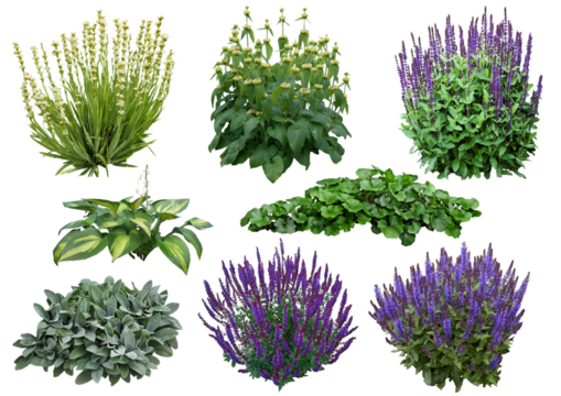 Plantes à fleur détourées PNG