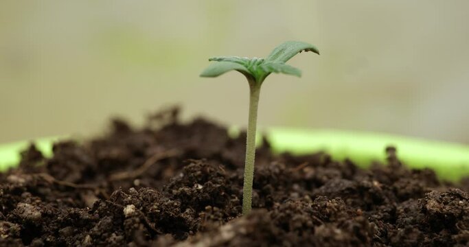 Small green marijuana sprout growing in pot closeup. Beginning and growth of plants