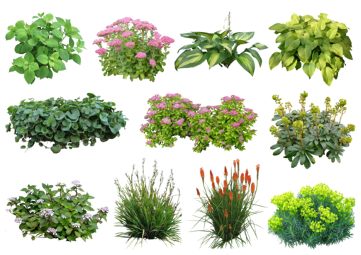 Plantes vivaces détourées PNG