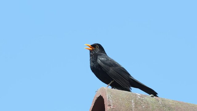 Blackbird, Turdus merula, singing. East Sussex, UK